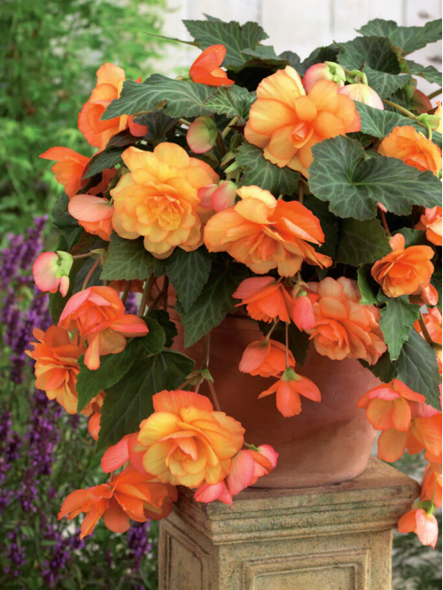 Бегонія Cascade Orange
