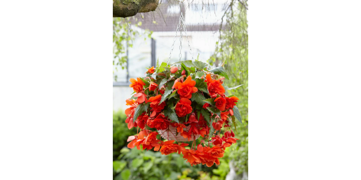 Бегонія Cascade Orange
