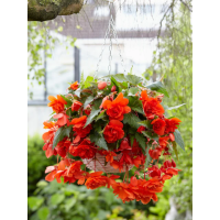 Бегонія Cascade Orange
