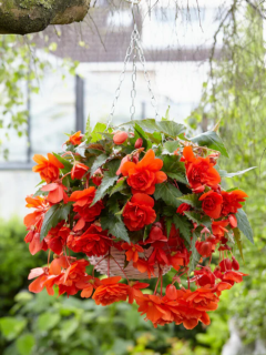 Бегонія Cascade Orange