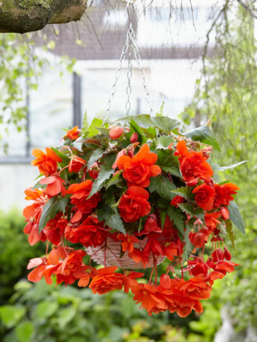 Бегония Cascade Orange