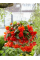 Бегонія Cascade Orange