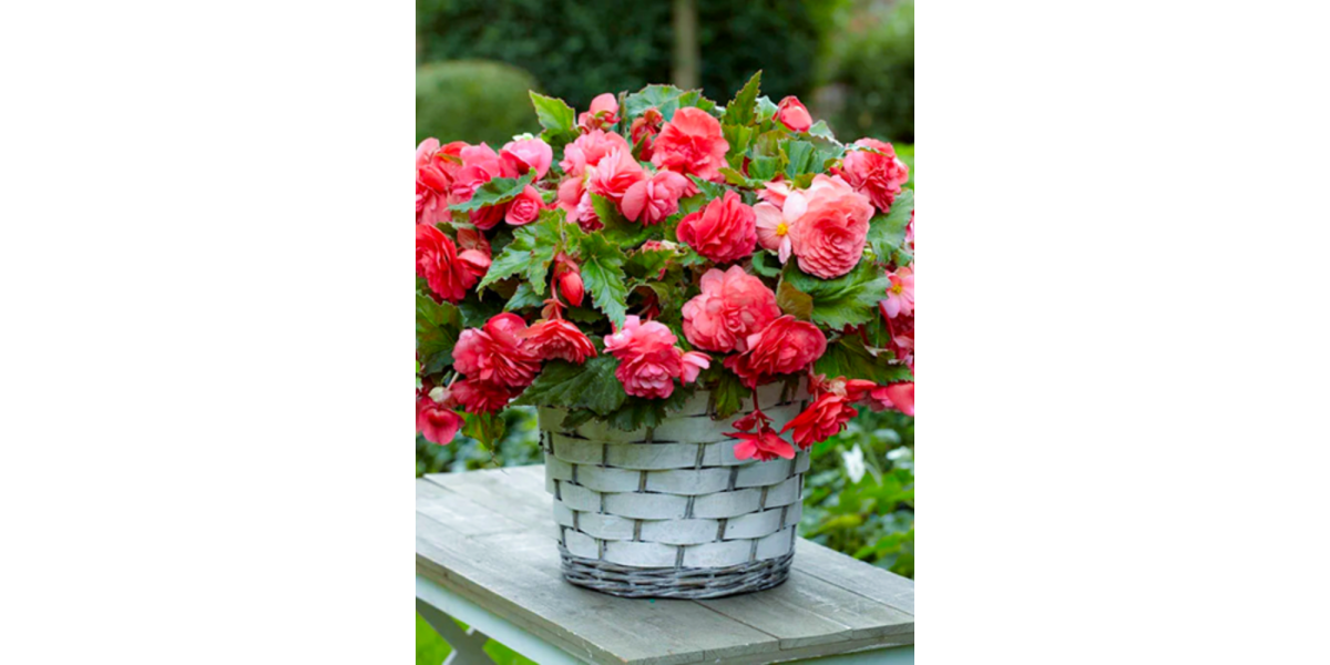 Бегонія Cascade Pink