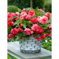 Бегонія Cascade Pink