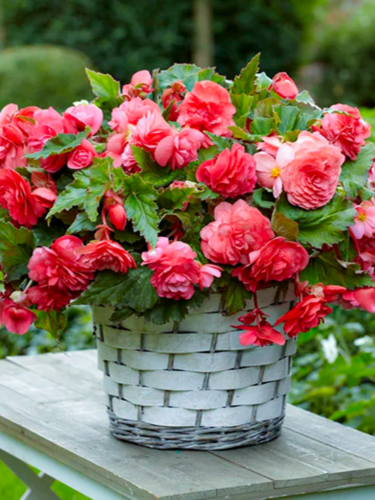 Бегония Cascade Pink
