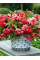 Бегонія Cascade Pink