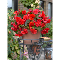 Бегонія Cascade Red