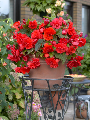 Бегонія Cascade Red