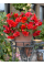 Бегонія Cascade Red