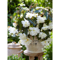 Бегонія Cascade White