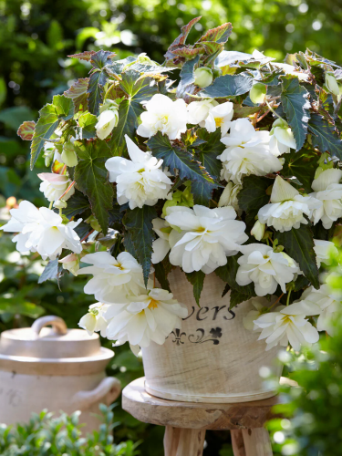 Бегонія Cascade White
