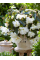 Бегонія Cascade White