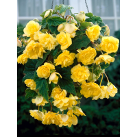 Бегонія Cascade Yellow