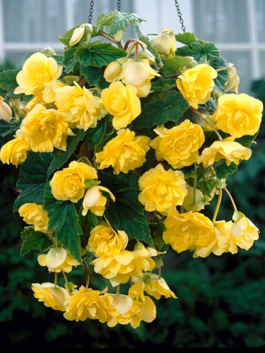 Бегония Cascade Yellow