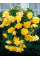 Бегонія Cascade Yellow