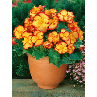 Бегонія Crispa Marginata Yellow Red