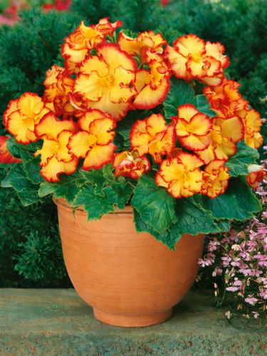 Бегония Crispa Marginata Yellow Red