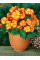 Бегонія Crispa Marginata Yellow Red