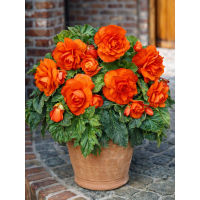 Бегонія Double Orange
