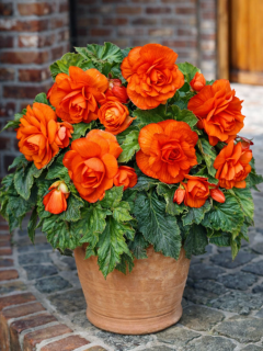 Бегонія Double Orange