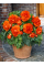 Бегонія Double Orange