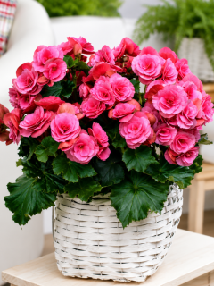 Бегонія Double Pink