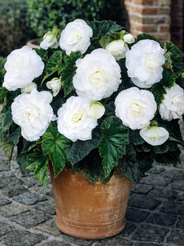 Бегонія Double White