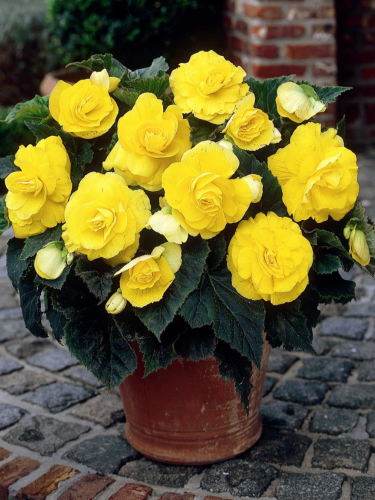 Бегония Double Yellow