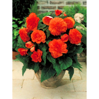 Бегонія Fimbriata Orange