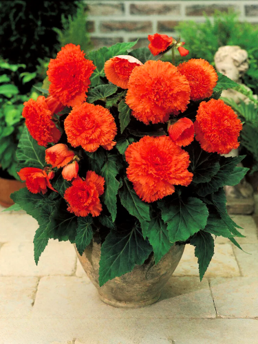 Бегония Fimbriata Orange