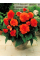 Бегонія Fimbriata Orange
