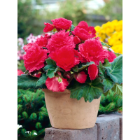 Бегонія Fimbriata Pink