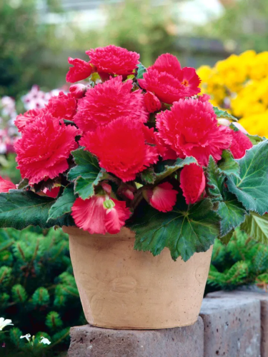 Бегонія Fimbriata Pink