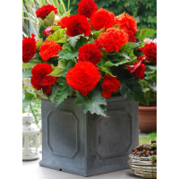 Бегонія Fimbriata Red