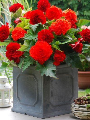 Бегонія Fimbriata Red