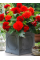Бегонія Fimbriata Red