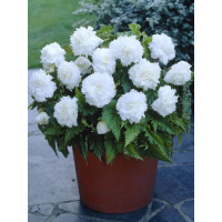 Бегонія Fimbriata White