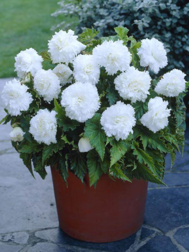 Бегонія Fimbriata White