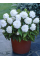 Бегонія Fimbriata White