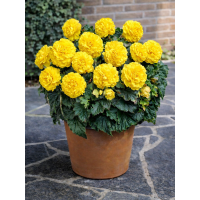 Бегонія Fimbriata Yellow