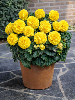 Бегонія Fimbriata Yellow