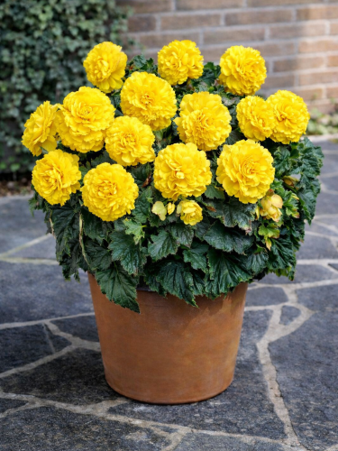 Бегония Fimbriata Yellow
