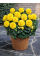 Бегонія Fimbriata Yellow