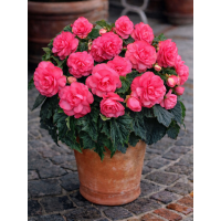 Бегонія Non Stop Rose