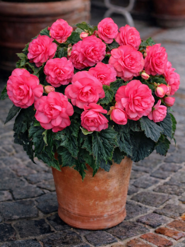 Бегония Non Stop Rose