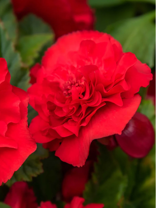 Бегонія Cascade Odorosa Red Sunset