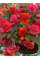 Бегонія Cascade Odorosa Red Sunset