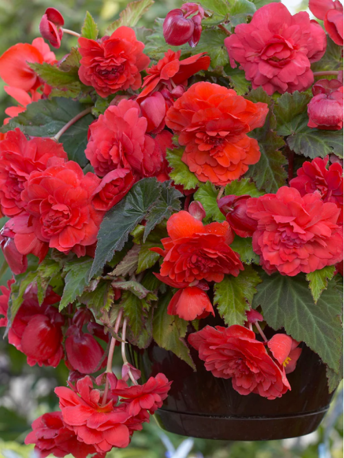 Бегонія Cascade Odorosa Red Sunset