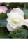 Бегонія Cascade White
