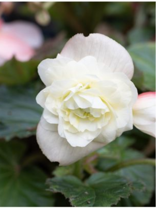 Бегонія Cascade White